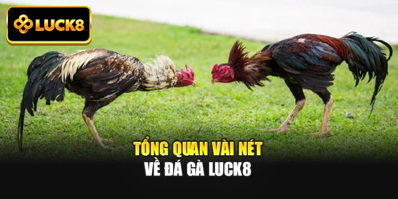 Tổng quan vài nét về đá gà Luck8